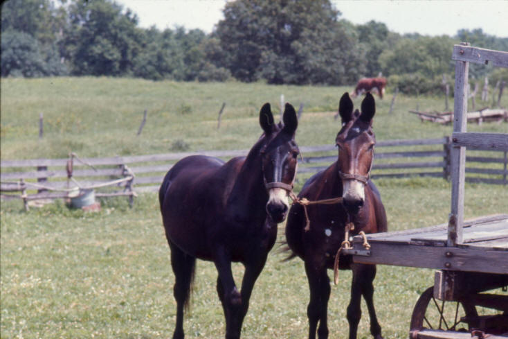 Clyde Bassett farm - Kinmundy, IL