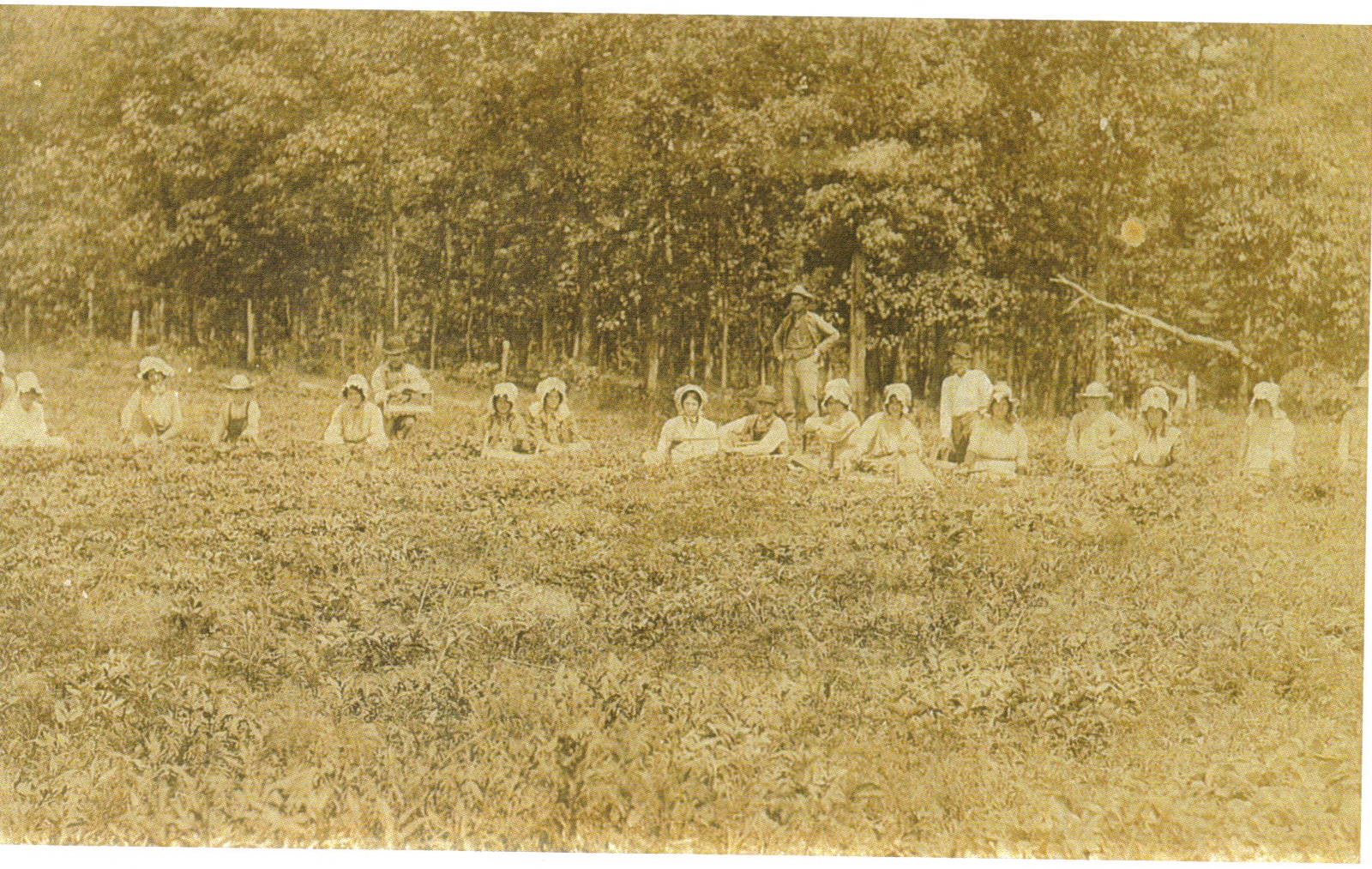 Dick Atkin's Strawberry Patch - Kinmundy