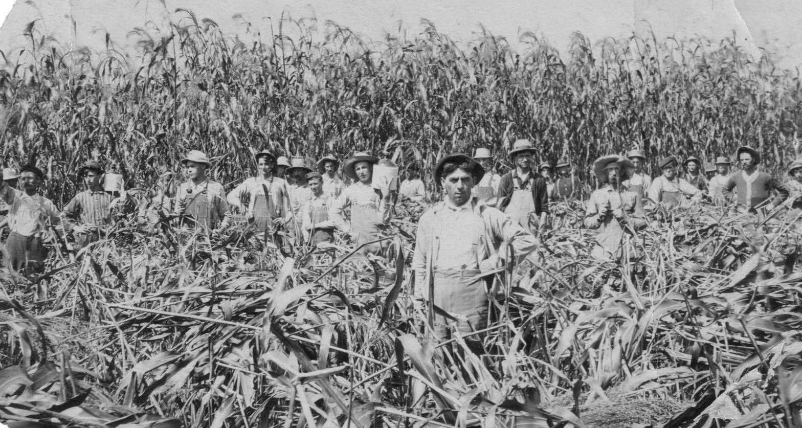 Kinmundy, IL - corn